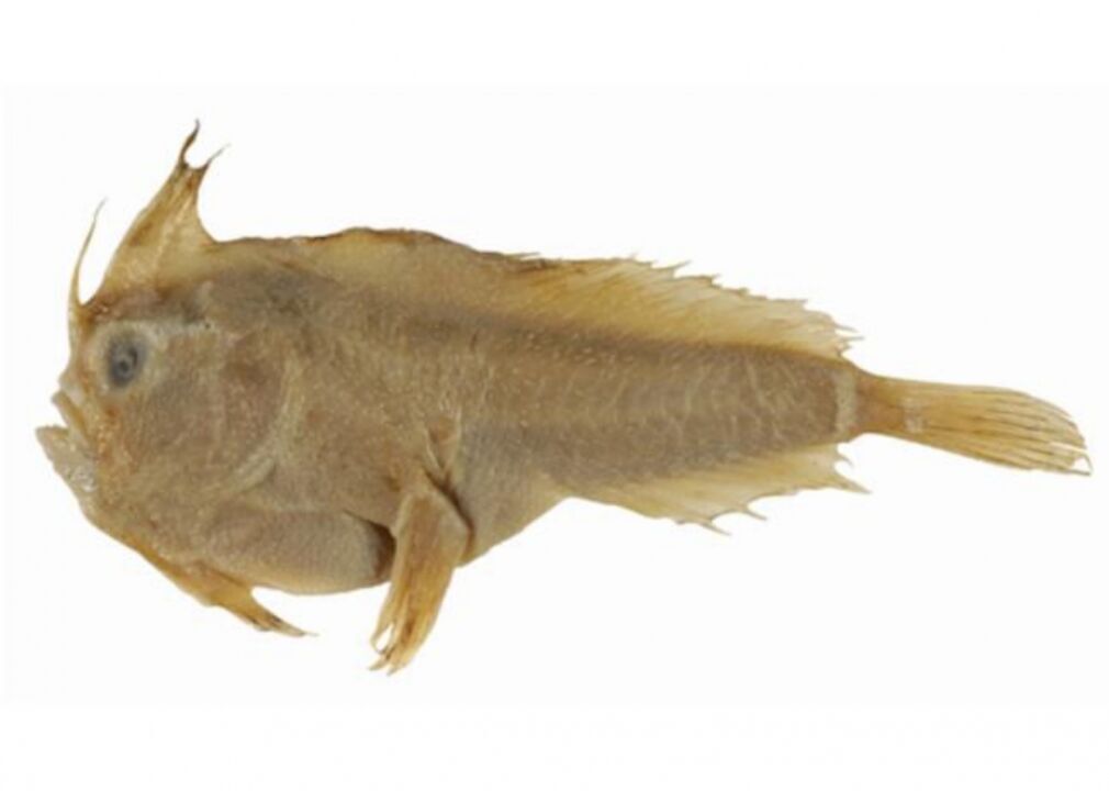 Smooth handfish